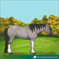 Horse Color:Grullo Roan Tobiano 