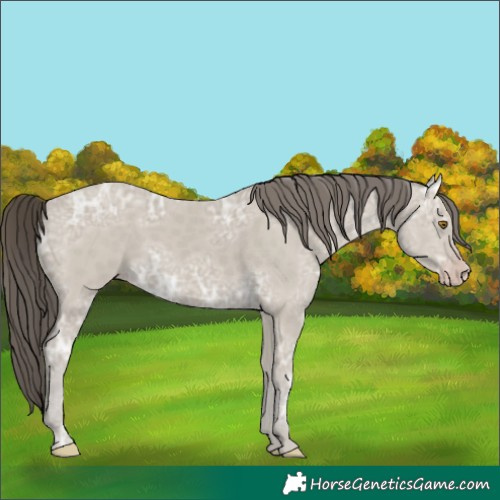 Horse Color:Classic Cream Champagne Ice 