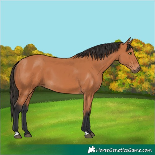 Horse Color:Bay 