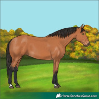 Horse Color:Bay 