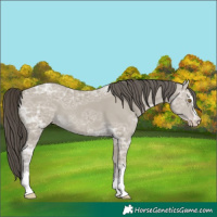 Horse Color:Classic Cream Champagne Ice