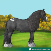 Horse Color:Black Appaloosa Rabicano 