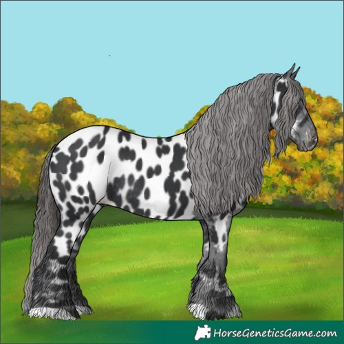 Horse Color:Black Appaloosa Rabicano 