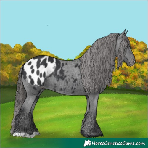 Horse Color:Black Appaloosa Rabicano 