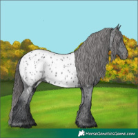 Horse Color:Black Near Leopard Rabicano 