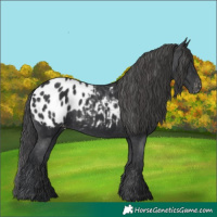 Horse Color:Black Blanket Rabicano 