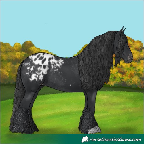 Horse Color:Black Appaloosa Rabicano 