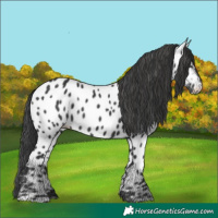 Horse Color:Black Appaloosa Rabicano