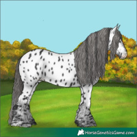 Horse Color:Black Near Leopard Rabicano 