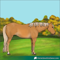 Horse Color:Palomino 