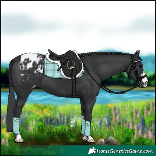 Horse Color:Black Appaloosa 