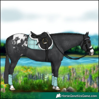 Horse Color:Black Appaloosa