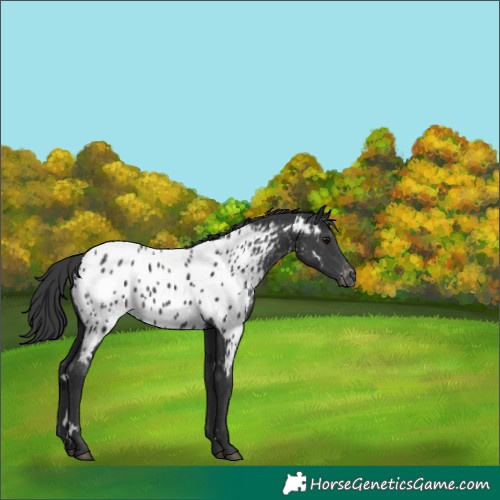Horse Color:White Spotted Black Appaloosa 