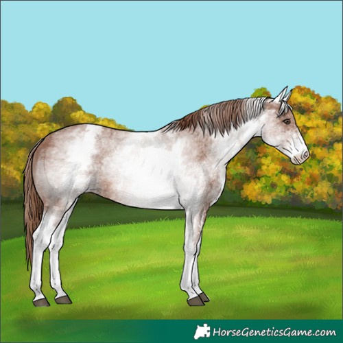 Horse Color:White Spotted Chestnut Sabino 