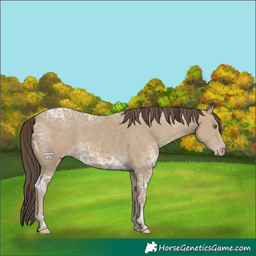 Horse Color:Classic Cream Champagne Ice 