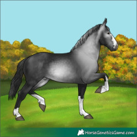 Horse Color:Gray Black 