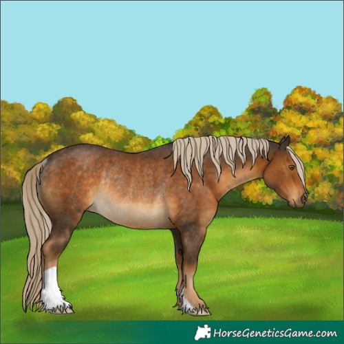 Horse Color:Chocolate Palomino Rabicano 