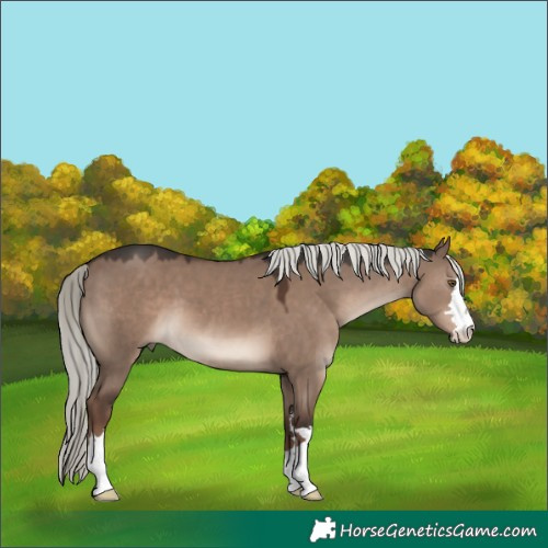 Horse Color:Liver Red Dun Mushroom 