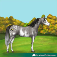 Horse Color:Smoky Grullo Ice Sabino Splash 