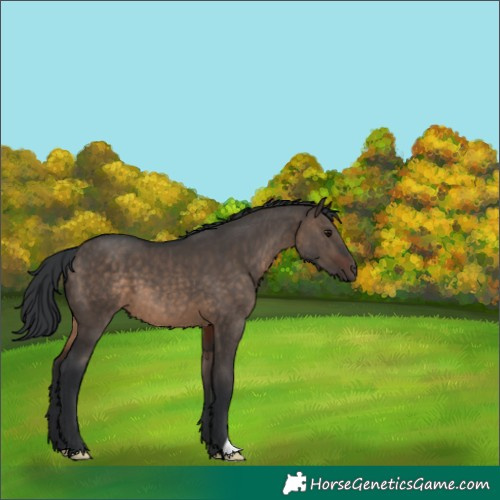 Horse Color:Brown Dun 