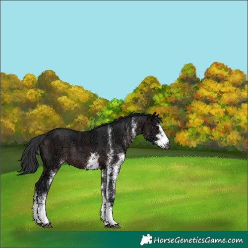 Horse Color:White Spotted Brown Ice Rabicano 
