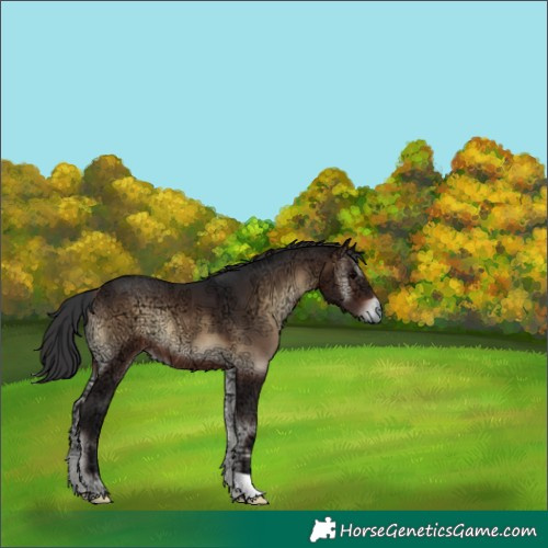 Horse Color:Brown Ice Onyx 