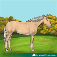 Horse Color:Gold Cream Champagne 