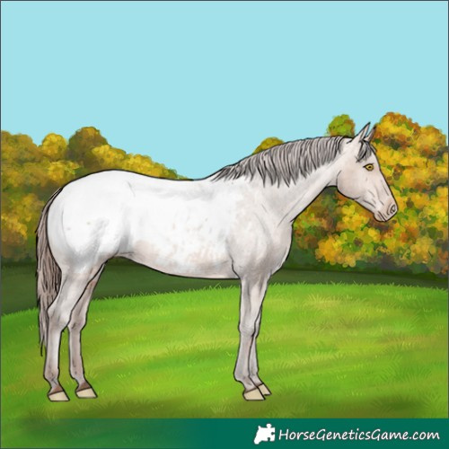 Horse Color:Amber Champagne Appaloosa 