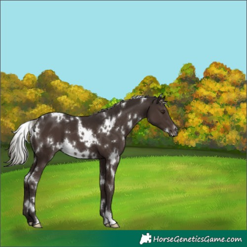Horse Color:White Spotted Liver Chestnut Mushroom 