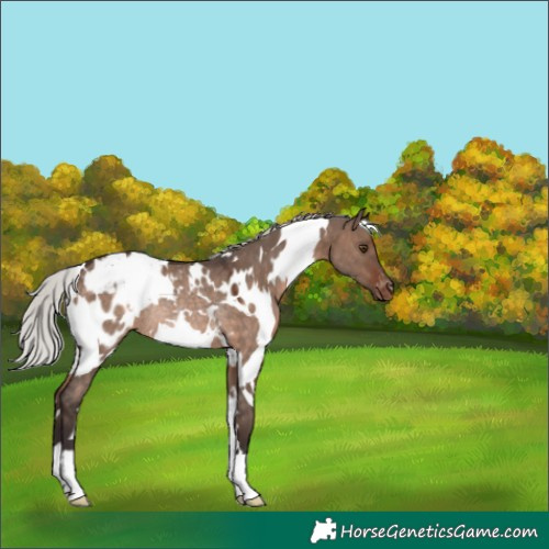 Horse Color:White Spotted Silver Brown Dun Mushroom Blanket Rabicano 