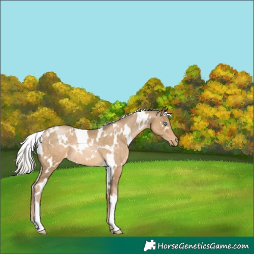 Horse Color:White Spotted Chocolate Palomino Pearl Mushroom Appaloosa 