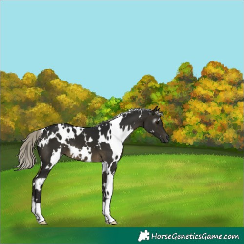 Horse Color:Gray White Spotted Silver Buckskin Mushroom 