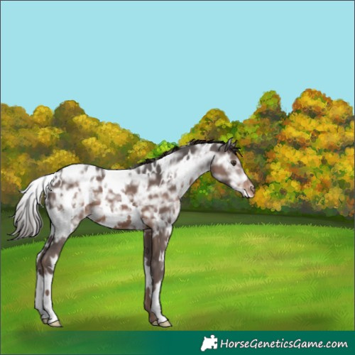 Horse Color:White Spotted Liver Chestnut Ice Appaloosa 