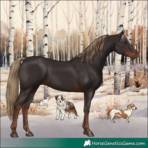 Horse Color:Liver Chestnut Rabicano
