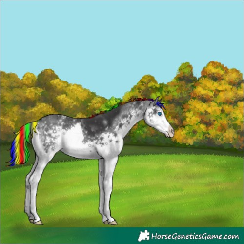 Horse Color:Painted Black Splash 