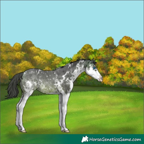 Horse Color:White Spotted Buckskin Splash Rabicano 