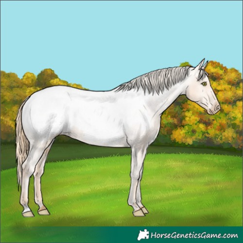 Horse Color:Gold Champagne Appaloosa 