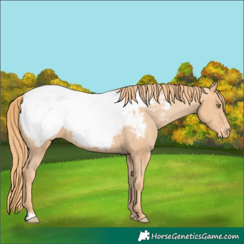 Horse Color:Gold Champagne Appaloosa 