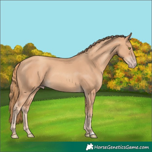 Horse Color:Gold Champagne 