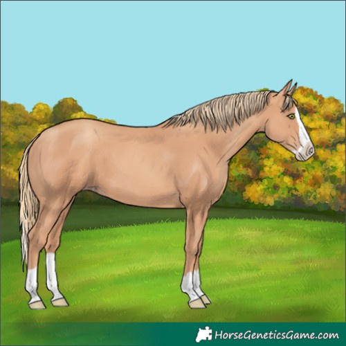 Horse Color:Gold Champagne Splash 