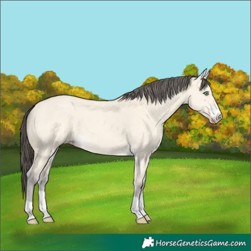 Horse Color:Amber Cream Champagne Dun 