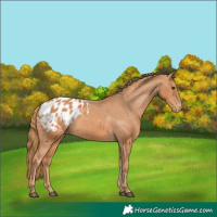 Horse Color:Chestnut Blanket
