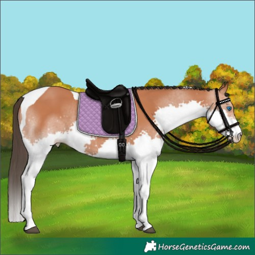 Horse Color:Bay Splash Tobiano