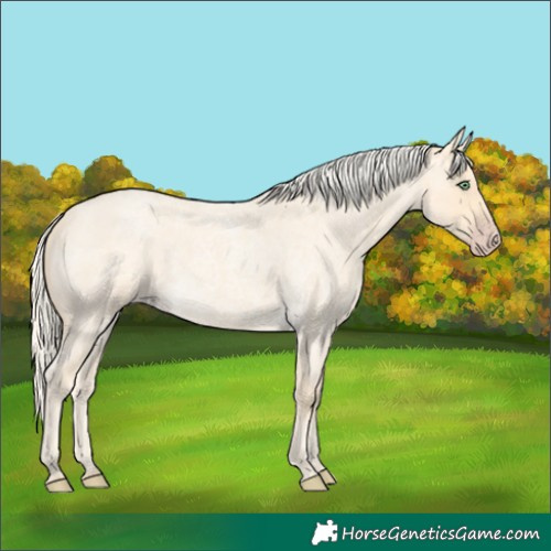 Horse Color:Gold Cream Champagne Roan 