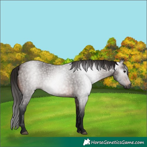 Horse Color:Gray Bay Roan 