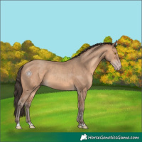 Horse Color:Amber Champagne 