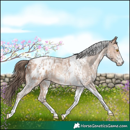 Horse Color:Amber Champagne Sabino Tobiano Appaloosa  and Amber Champagne Sabino Tobiano Appaloosa 