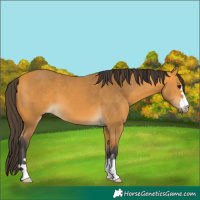 Horse Color:Buckskin 