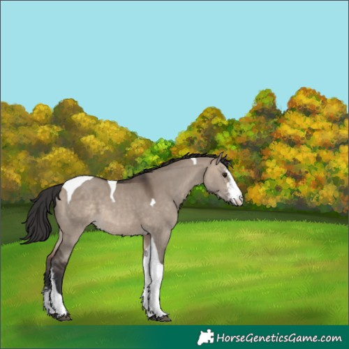 Horse Color:Brown Dun Sabino Tobiano 