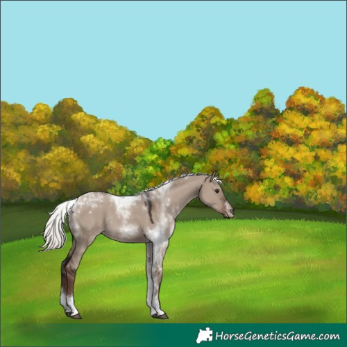 Horse Color:Liver Red Dun Mushroom Tobiano Rabicano 